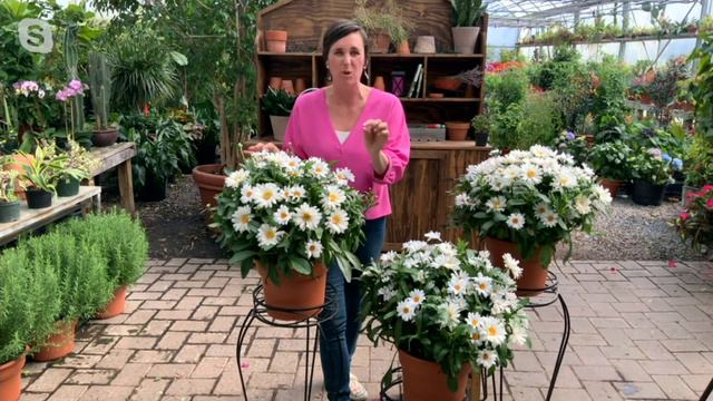 Cottage Farms 3-Piece White Mountain Shasta Daisies Live Plants on QVC смотреть онлайн