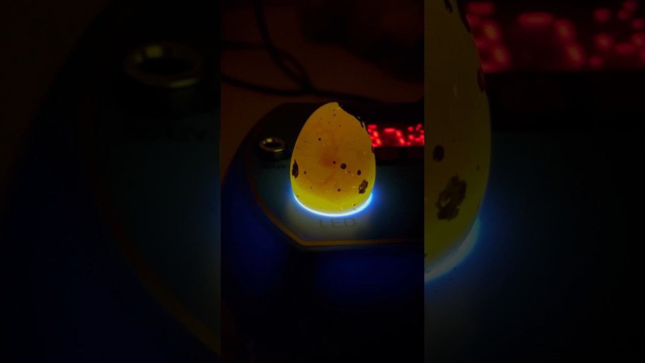 Овоскопирование перепелиного яйца на 4 сутки инкубации