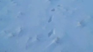 Следы на снегу 01