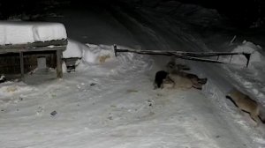 Волки разорвали бедную собаку