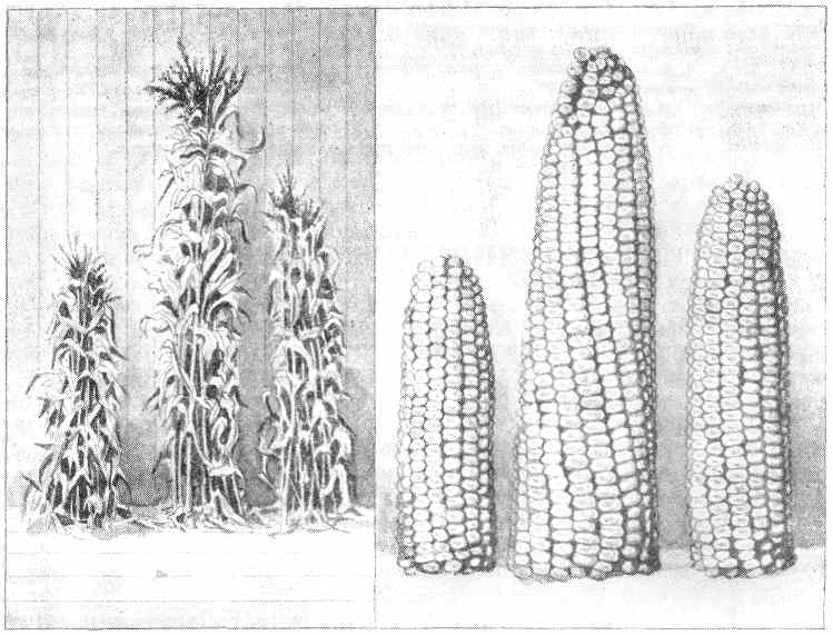 Как проводили селекцию растений в советском союзе смотреть онлайн