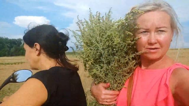 ? Счастливое путешествие на скутере по балкам ? сбор цветков девясила МАЛЬВЫ сокирок ЛУГОВОГО ЧАЯ ? смотреть онлайн