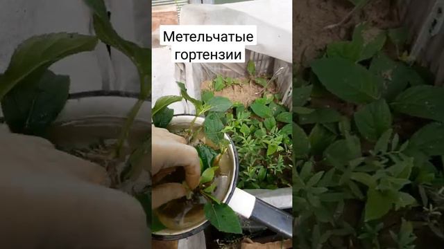 Черенки гортензии. #зеленоечеренкование #метельчатаягортензия #черенкованиегортензии #черенкование смотреть онлайн