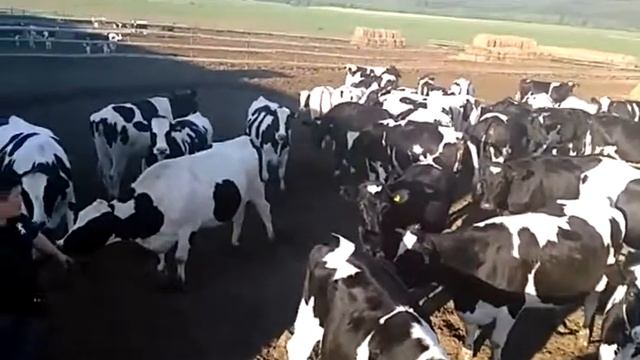 Крупно рогатый скот (cattle) компаний ООО КамАгро +7 965 617 60 05. Звоните! смотреть онлайн