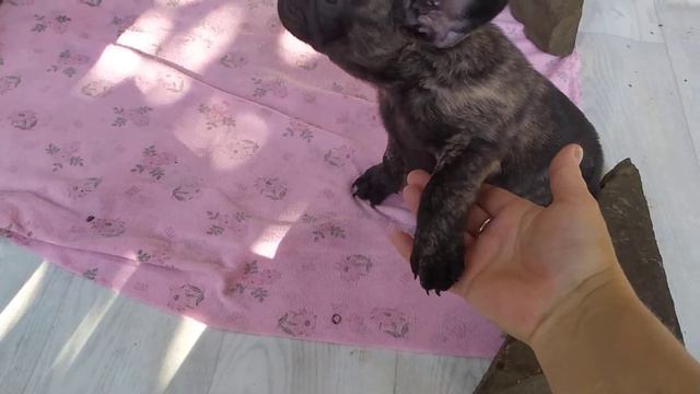 щенки французского бульдога проводят последние дни дома. смотреть онлайн