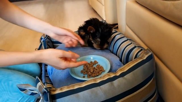 Чем кормить щенка / Как накормить щенка / Щенок йорка смотреть онлайн
