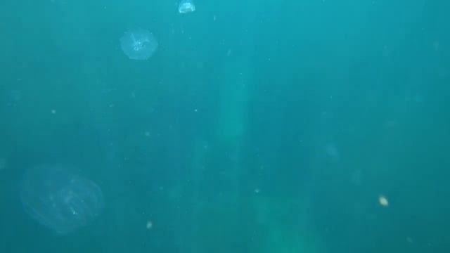 Подводный мир (Крым) смотреть онлайн
