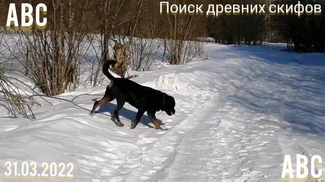В поиске древних скифов. Вчера НЕ нашли #зевс #Бодрыйдедза60лет #производствостанков смотреть онлайн