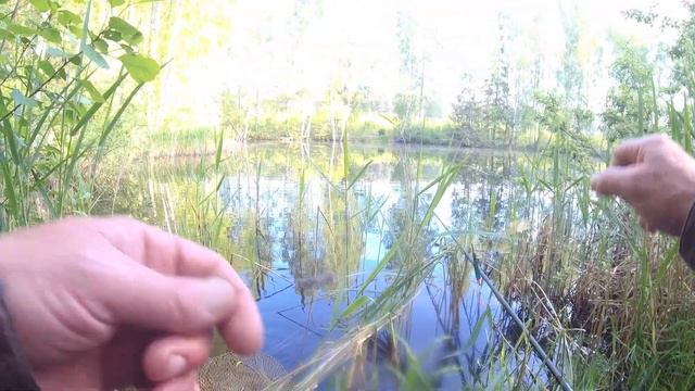 ЗОЛОТО И СЕРЕБРО ВСЁ В ОДНОМ ПРУДУ .Рыбалка на заброшенном пруду .КАРАСЬ . смотреть онлайн