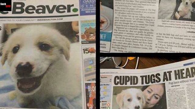 A puppy born without paws was cut off its tail, then the poor thing was thrown into the trash ... смотреть онлайн