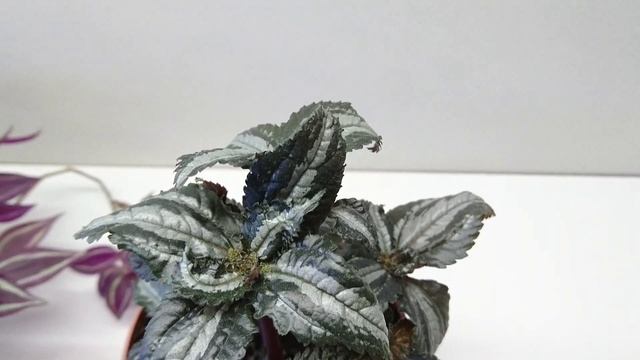 Pilea spruceana 'Silver Tree' смотреть онлайн