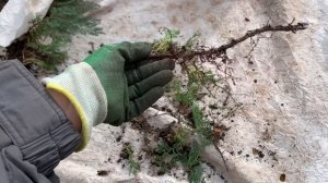 Размножение можжевельника БЛЮ ЧИП. 2 СПОСОБА