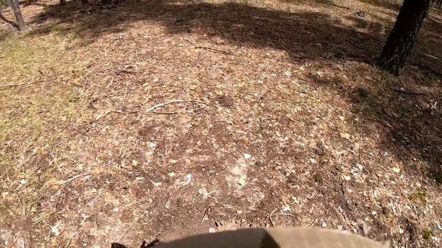 Сосновый лес - лучшее место для копа с металлоискателем летом!! смотреть онлайн