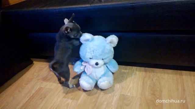 #6 Продажа чихуахуа / Санкт-Петербург / Весна 2017 смотреть онлайн