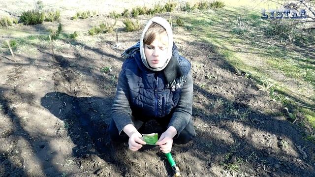 Как сажать скабиозу Сеем скабиозу Уход посадка выращивание скабиозы смотреть онлайн