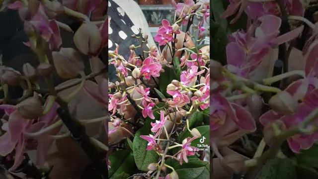 Комнатные растения оптом. Подпишись и будешь видеть все новинки растений. @rost_ok наш инстаграм смотреть онлайн