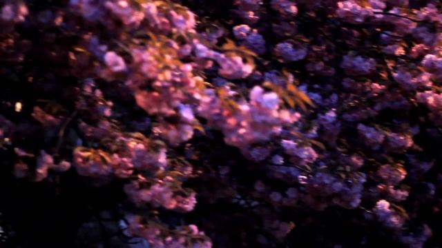 Sakura Beautiful tree (Сакура Красивое дерево) смотреть онлайн