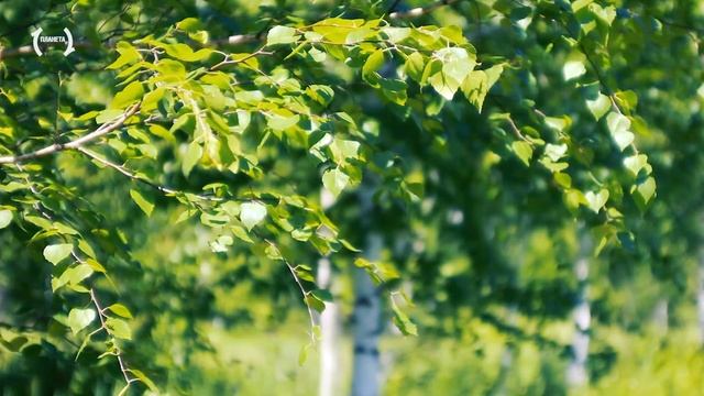 Релакс — Медитация под Берёзкой 4 часа. Музыка для сна и расслабления [FullHD] смотреть онлайн