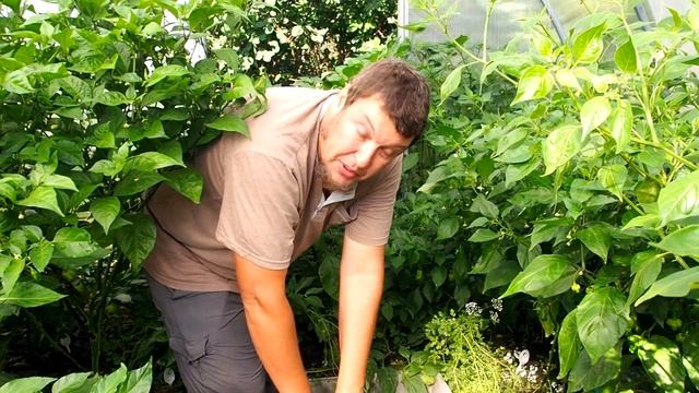 Перцы чили на даче: Каролина Рипер завязал плоды! Плодоносят почти все! Большой отчет по перцам. смотреть онлайн