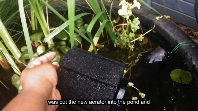 How to Set Up a 40-Gallon Stock Tank Mini Pond смотреть онлайн