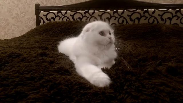 питомник шотландских кошек Mari-ko смотреть онлайн