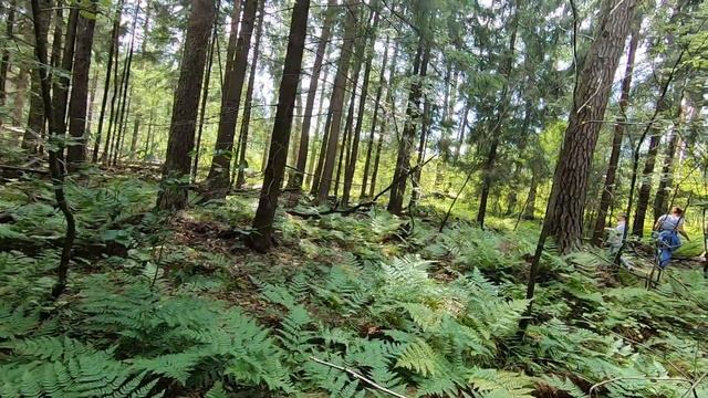 БЕЛЫХ ГРИБОВ МНОГО НЕ БЫВАЕТ.... белый гриб смотреть онлайн