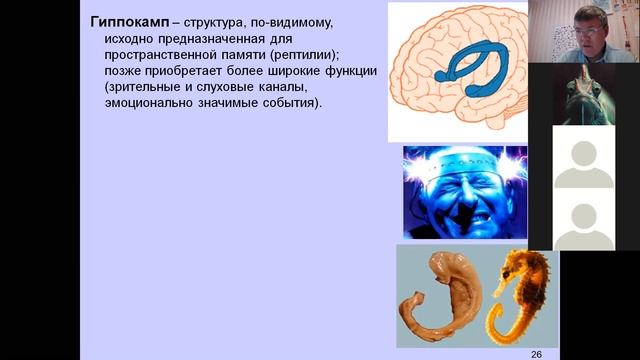 ФЧЖ 4 курс лекции 9-10 обучение и память смотреть онлайн