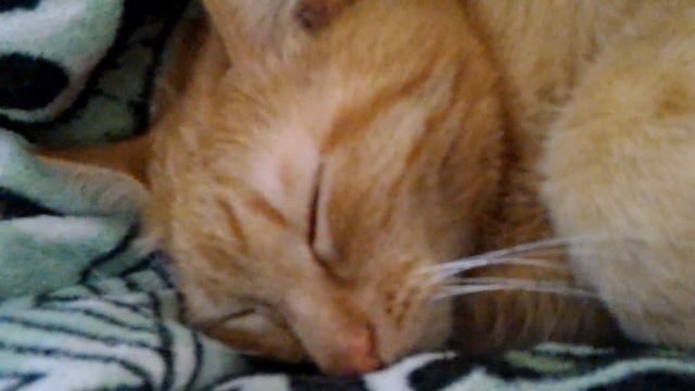 Марс дрыхнет рядом с хозяином смотреть онлайн