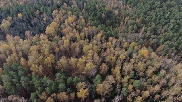 Осенний лес смотреть онлайн