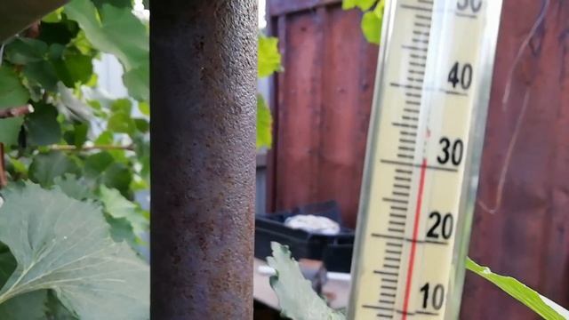 Жара + 41. Урожай картошки 2021 собран. смотреть онлайн