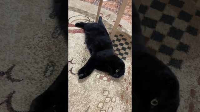 Шотландский вислоухий черный кот испугался смотреть онлайн