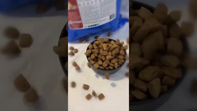 Сухой корм премиум класса для собак YUMMI Premium Quality Говядина & гречка 16 кг смотреть онлайн