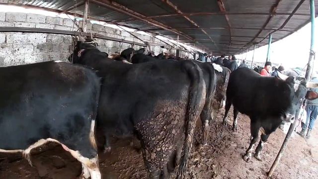 Те, кто хочет купить или продать корову, это видео для них. #Shorts смотреть онлайн