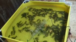 Передержка раков зимой. Часть 2. Продажа в новогодние праздники