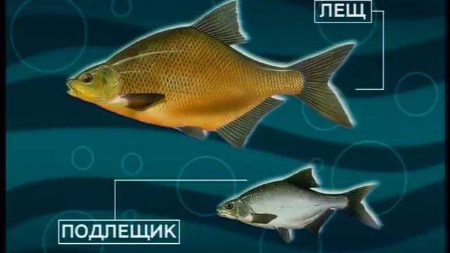 Лещ или подлещик. Мнение ихтиолога | Классика