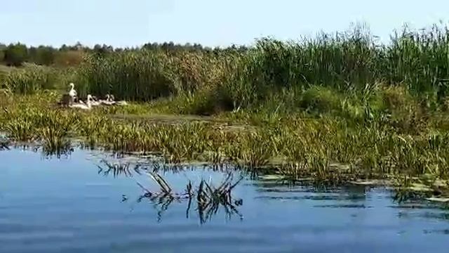 Лебеди на реке Птичь. 25.08.2018 смотреть онлайн