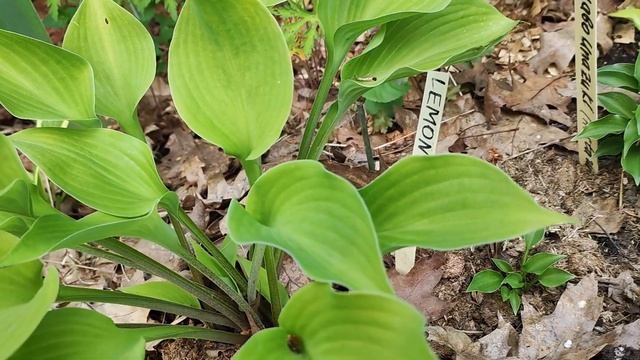Хосты «Lemon Zest» и «Chabo Unazuki».