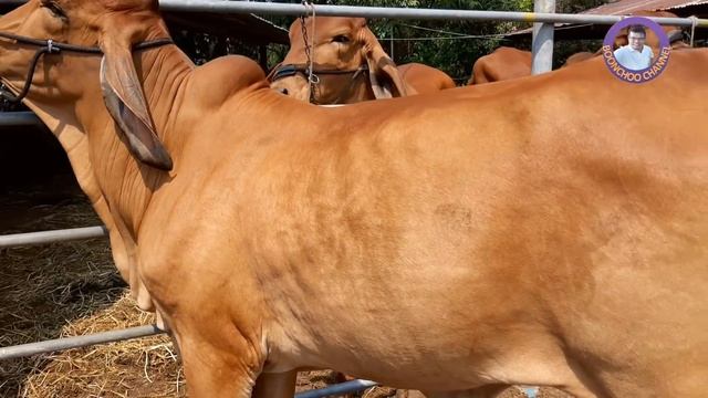 ขายวัวยกคอก 31 ตัว F1 ถึง เลือดร้อย เริ่มที่ 48,000 บุญโฮมทองมาฟาร์มวัว อ.เมือง จ.กาฬสินธุ์ 30มี.ค6 смотреть онлайн