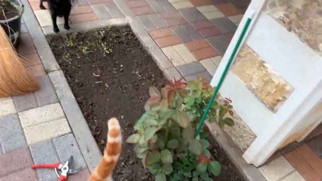 Уборка двора, навожу красоту смотреть онлайн