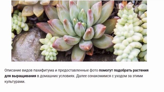 Пахифитум Виды пахифитума и выращивание в домашних условиях смотреть онлайн