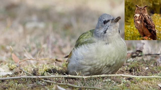 Седой дятел - Picus canus смотреть онлайн