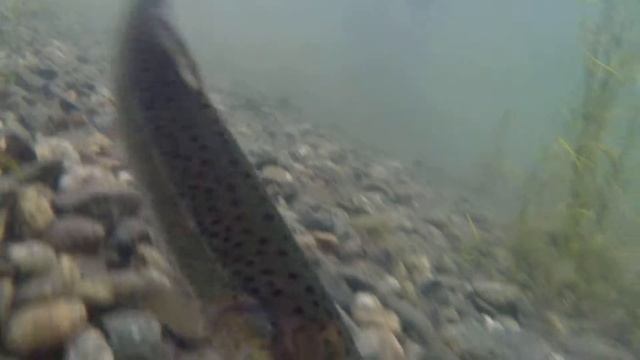 Rainbow Trout underwater with GoPro Hero3+ смотреть онлайн