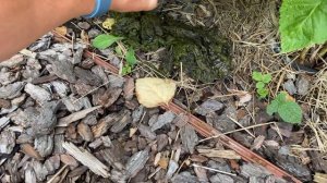 Пруд на Участке. Нерест Карпа Кои. Нимфеи