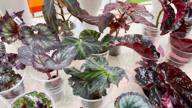 №41. Красота листьев бегонии смотреть онлайн