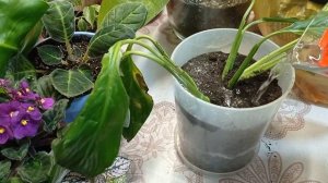 Посадка укоренённого в воде Спатифиллума . Подкормка золой комнатных цветов .