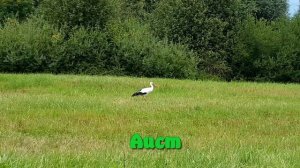 Перелетные птицы. Детям про птиц прилетающих весной и улетающих осенью.