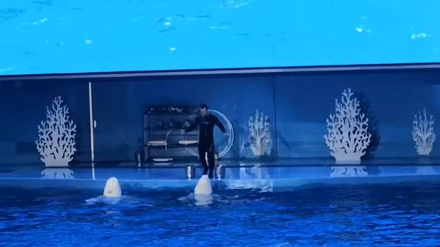Приморский океанариум 2019 выступление белух смотреть онлайн