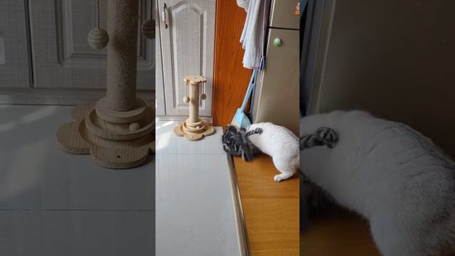 Видели когда-нибудь такие лапки смотреть онлайн