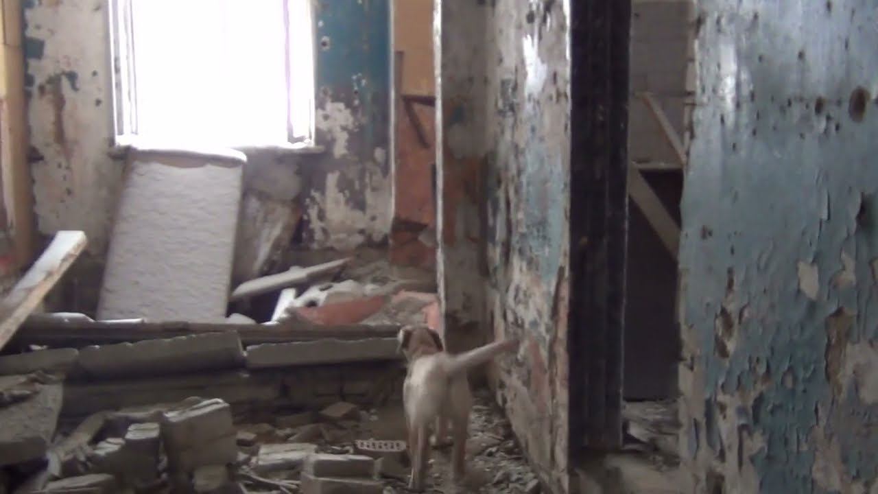 Лабрадор FT Рабочего разведения. Рокки 7 месяцев. тренировка техно. СПб. 22год. смотреть онлайн