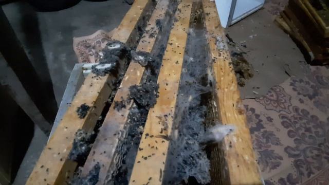 Восковая моль уничтожила рамки смотреть онлайн